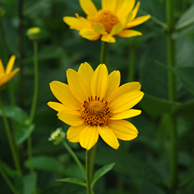 False Sunflower