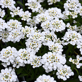 Candytuft