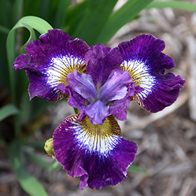 Iris