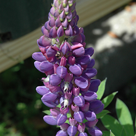 Lupine