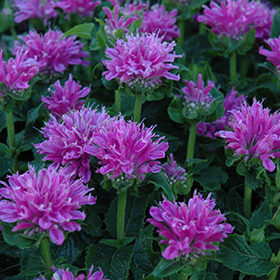 Beebalm