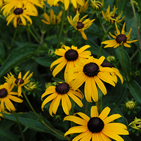 Black Eyed Susan