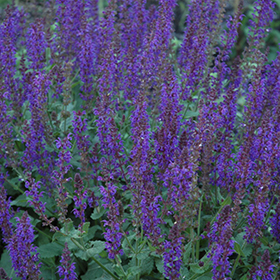 Salvia