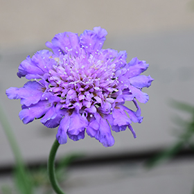 Pincushion Flower