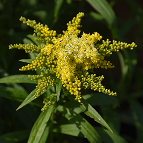 Goldenrod