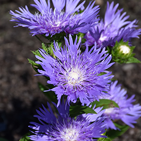 Aster