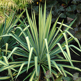 Yucca