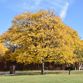 Honeylocust