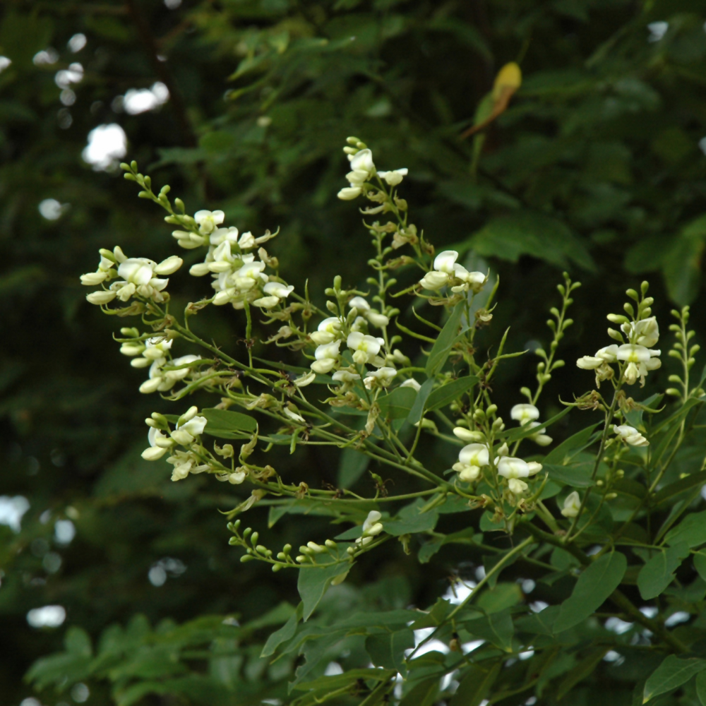 Pagoda Tree