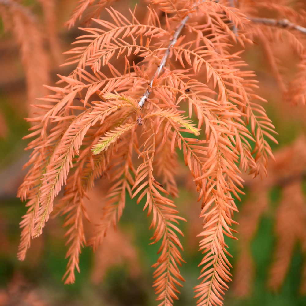 Baldcypress