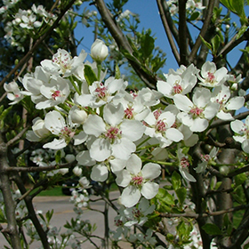 Flowering Pear