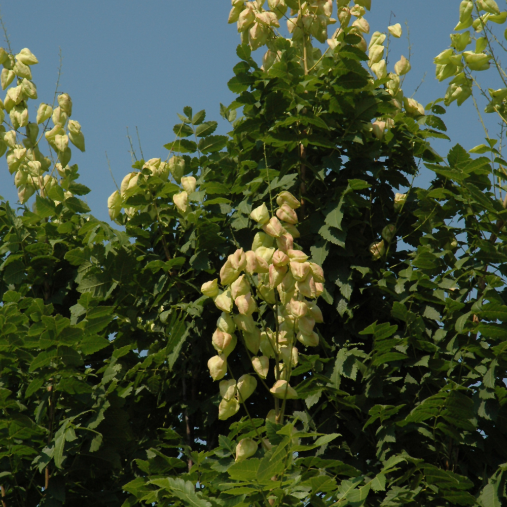 Golden Rain Tree