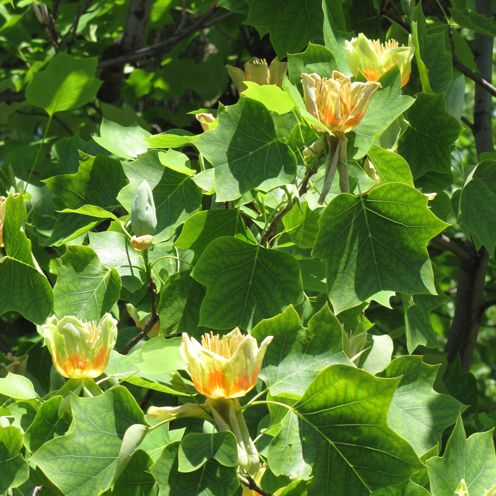 Tuliptree