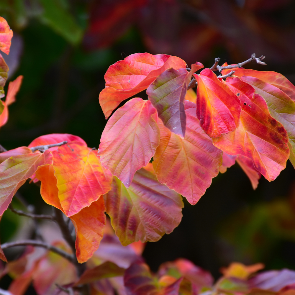 Parrotia