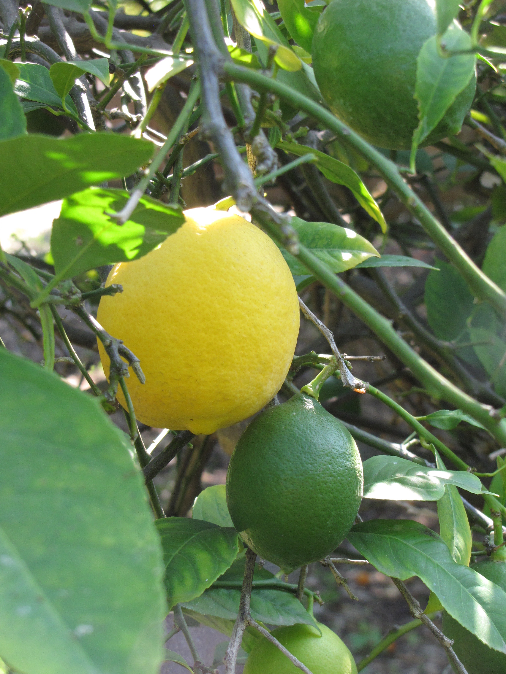 Improved Meyer Lemon