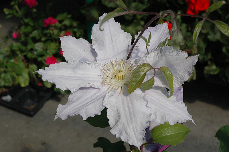Vancouver Morning Mist Clematis 