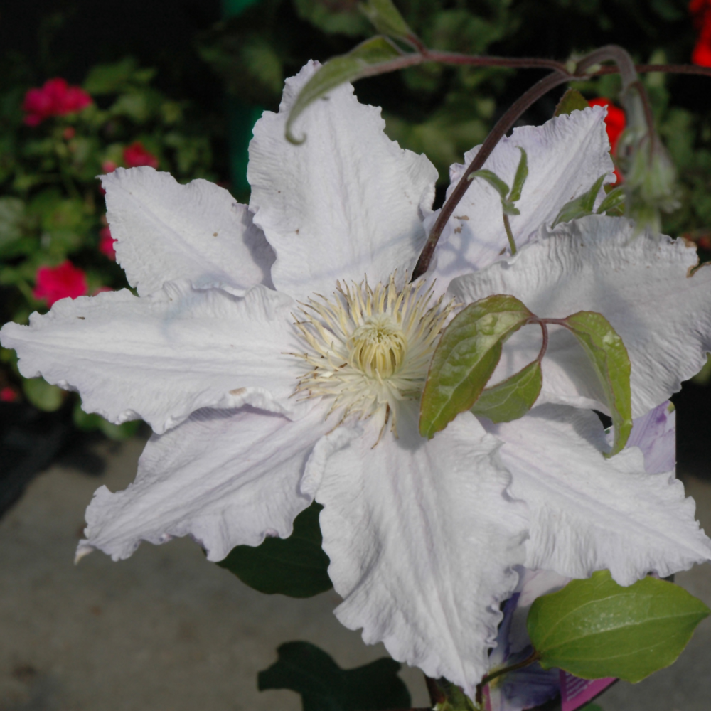 Vancouver Morning Mist Clematis 