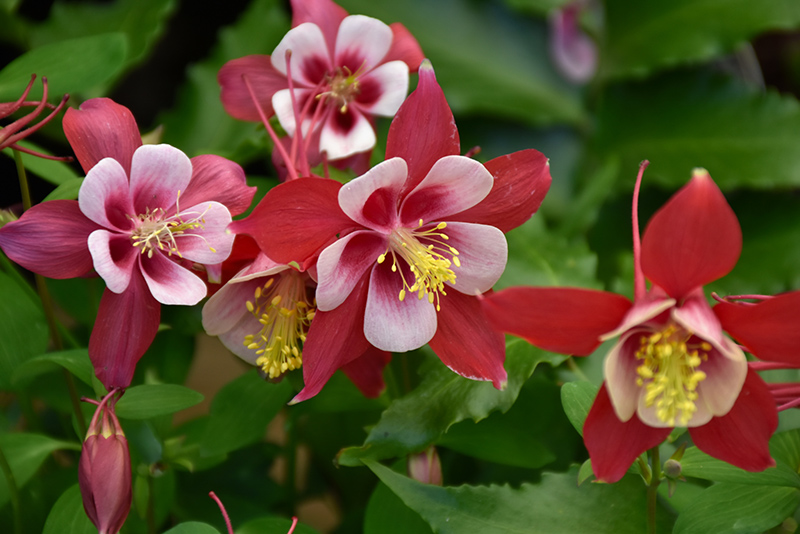 Origami Red And White Columbine
