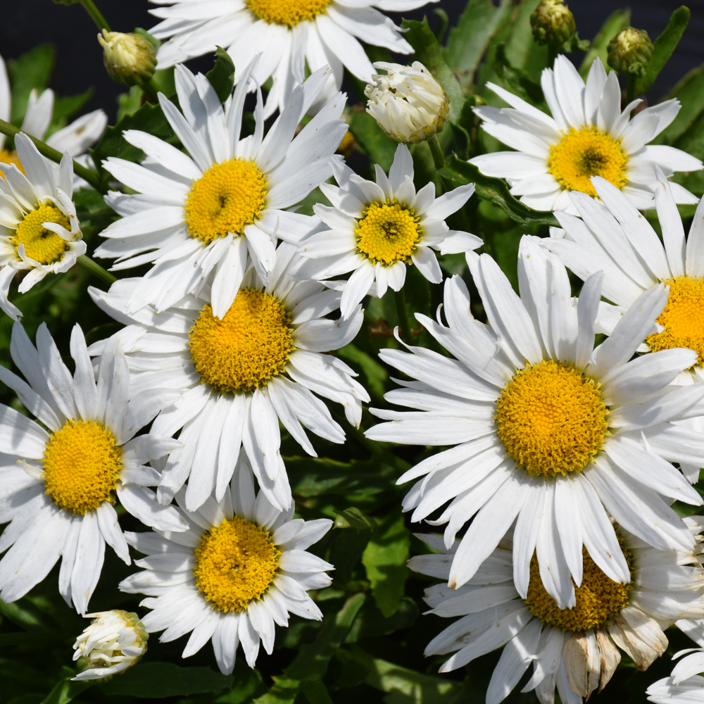 Weston Nurseries Madonna Shasta Daisy