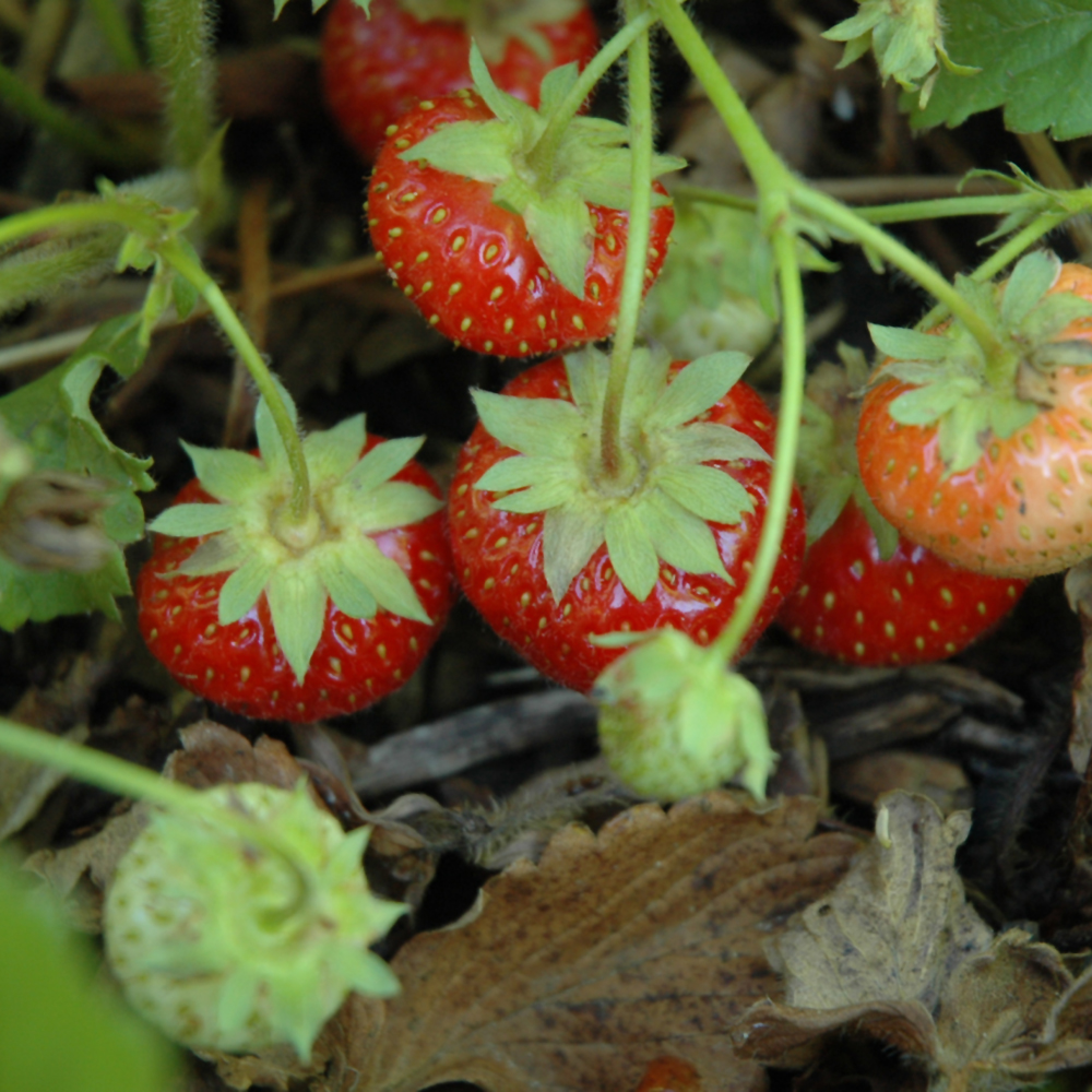 Common Wild Strawberry