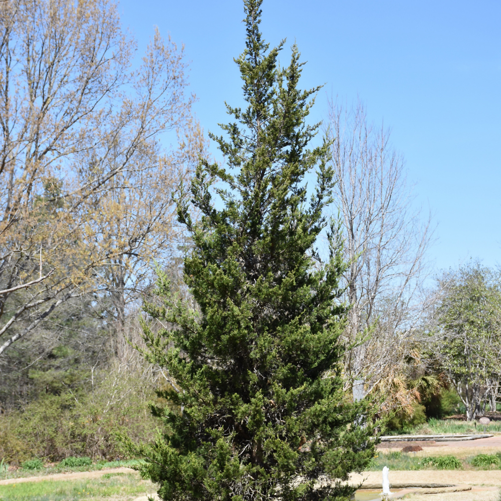Eastern Red Cedar Size