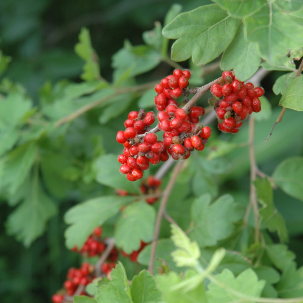 Fragrant Sumac