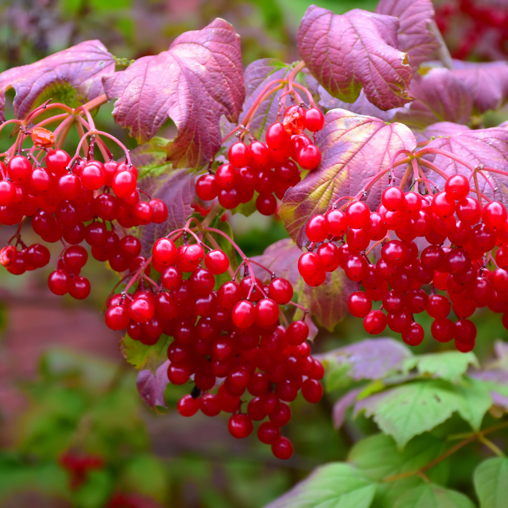 Weston Nurseries Highbush Cranberry