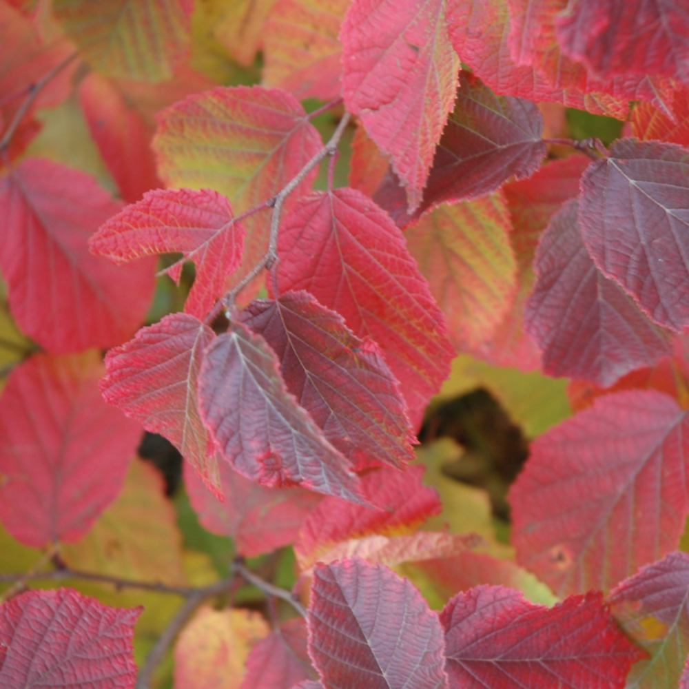 Native Deciduous Shrubs