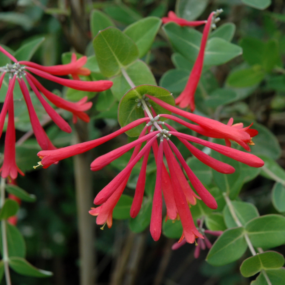 Native Vines