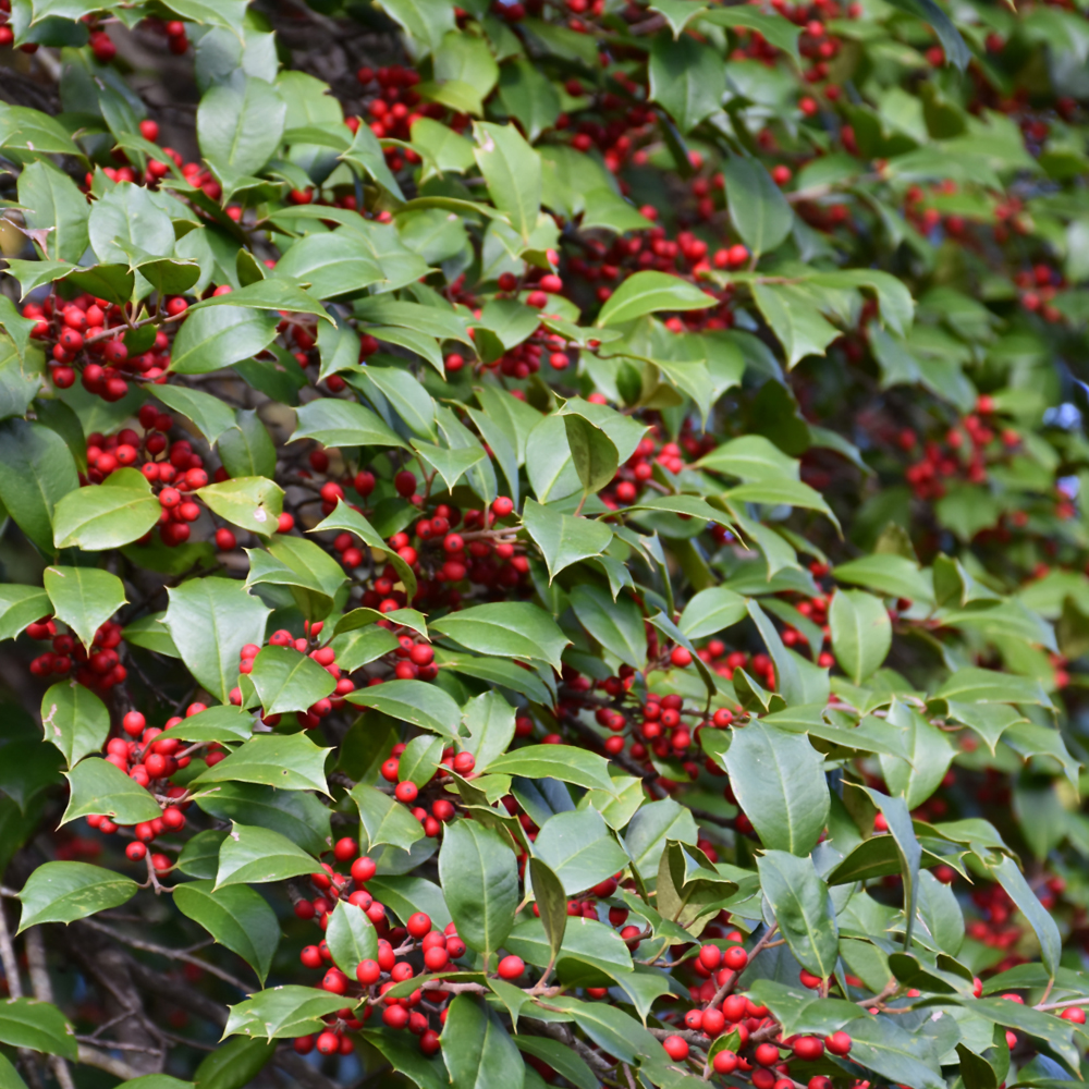 Native Broadleaf Evergreens