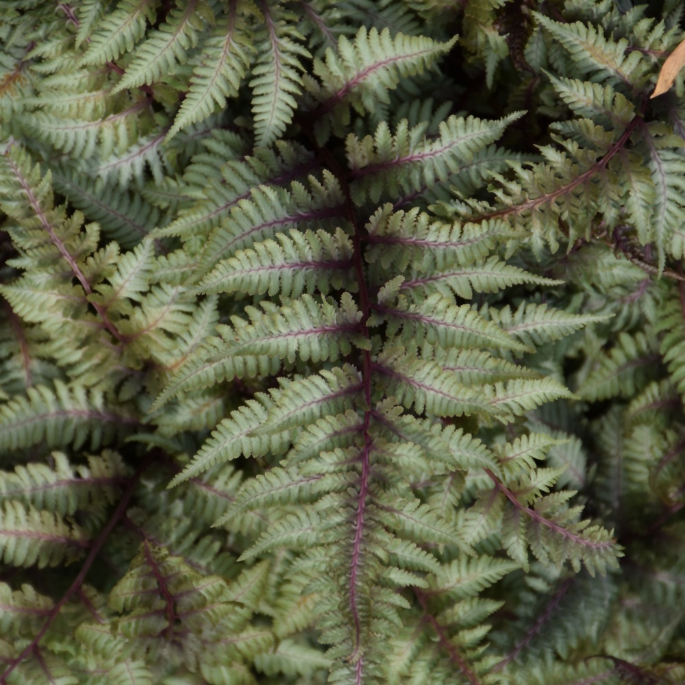 Weston Nurseries Japanese Painted Fern
