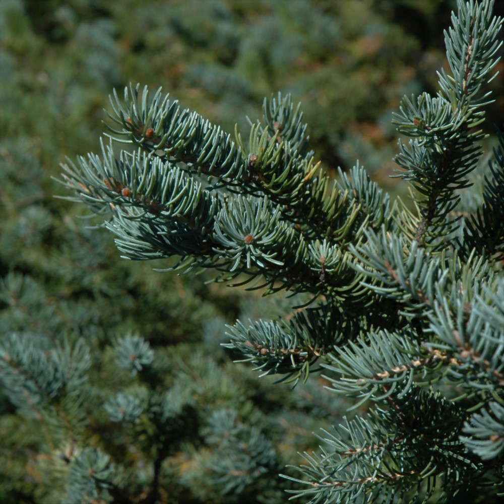 Native Needled Evergreens