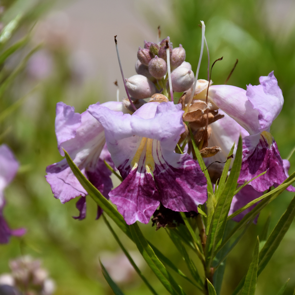 Other Plants