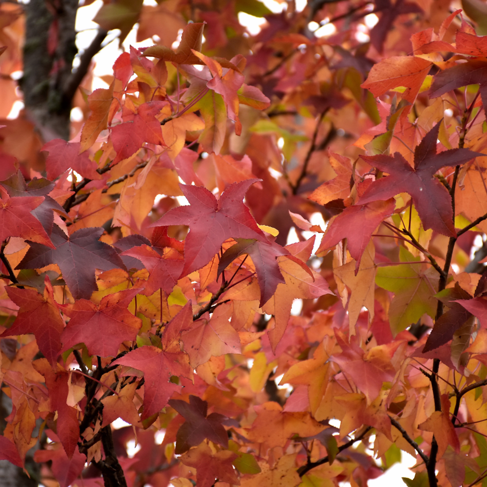 Sweet Gum