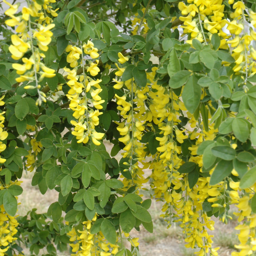 Golden Chain Tree