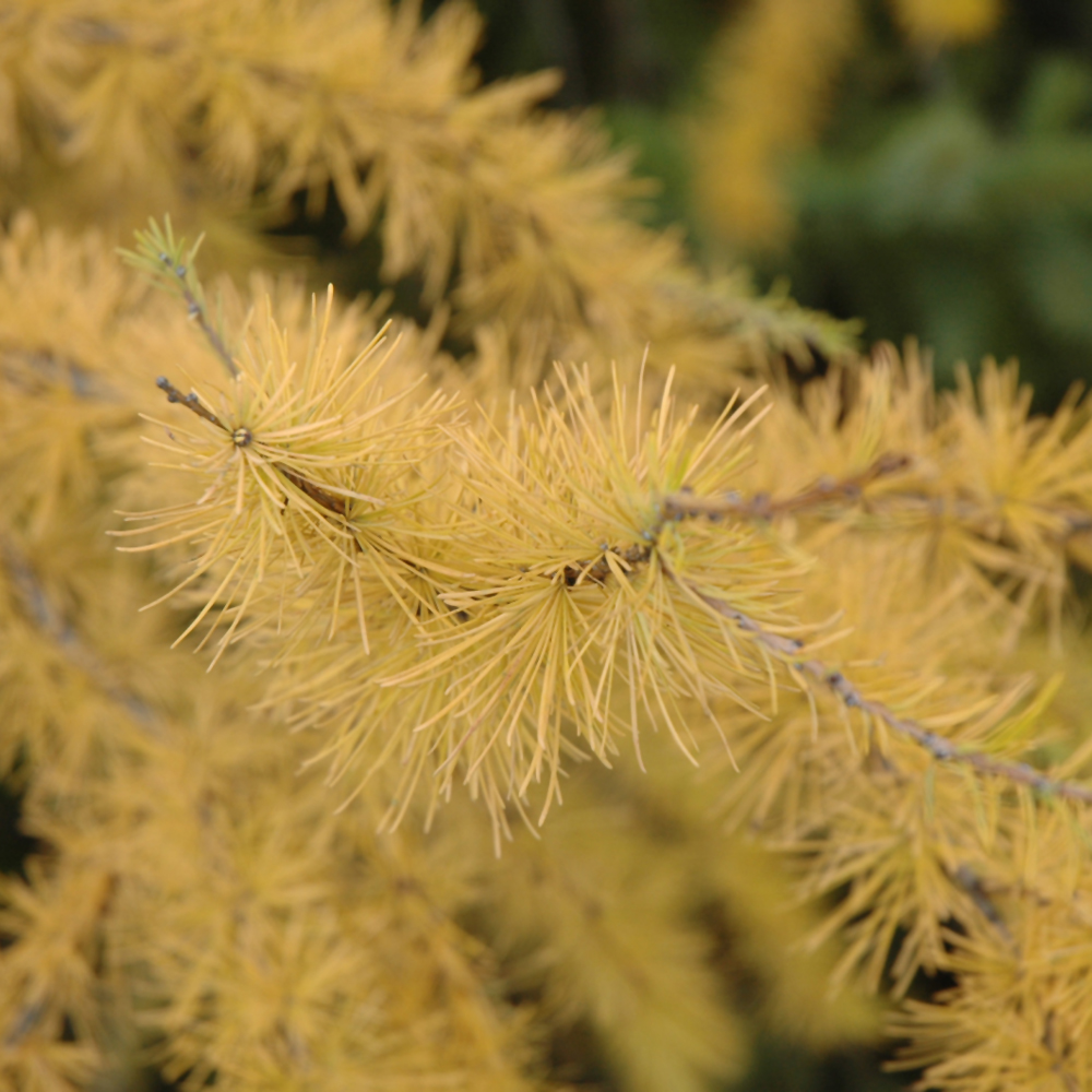 Larch