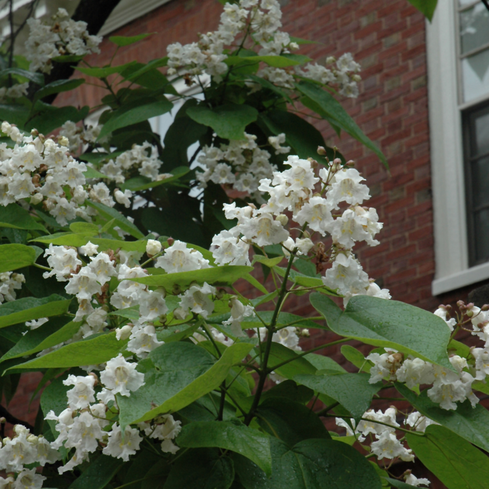 Catalpa