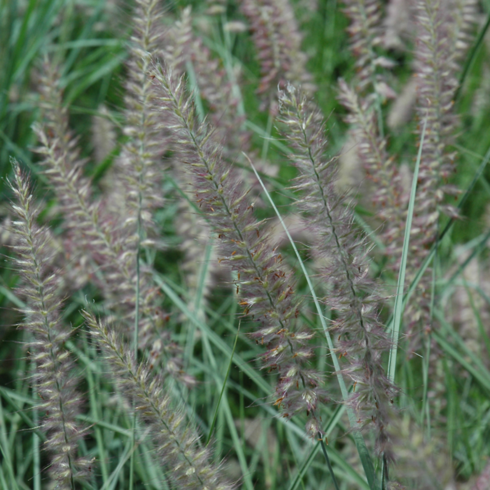 Grasses