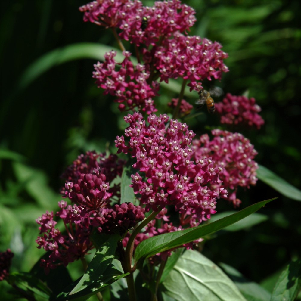 Sun Perennials