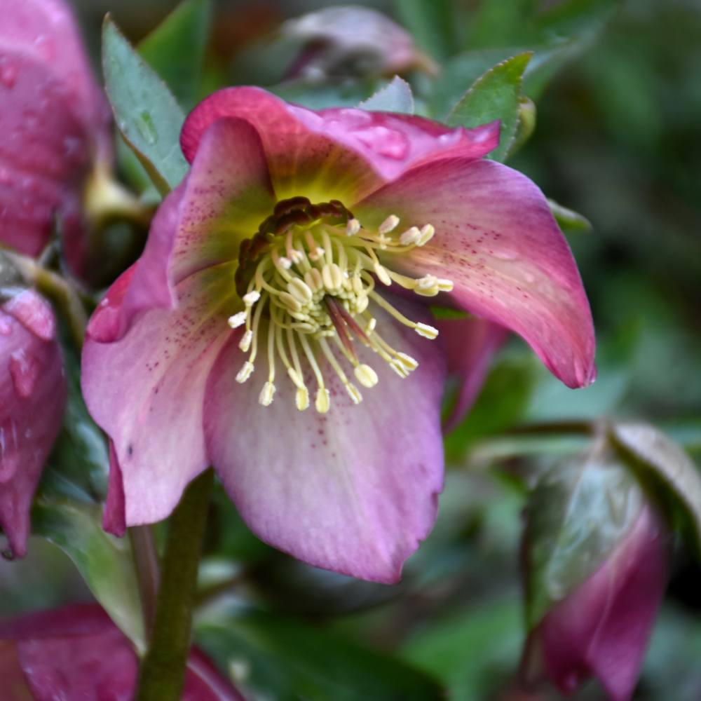 Shade Perennials