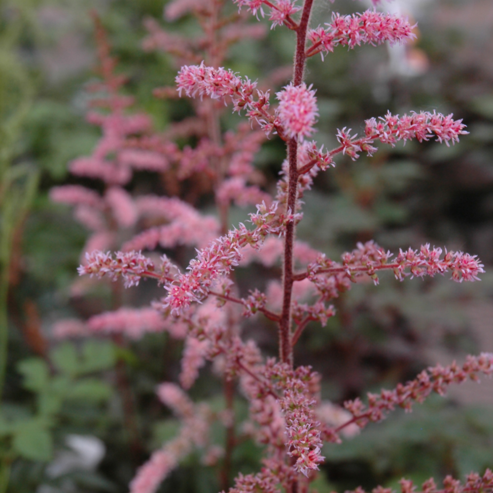 Color Flash Astilbe