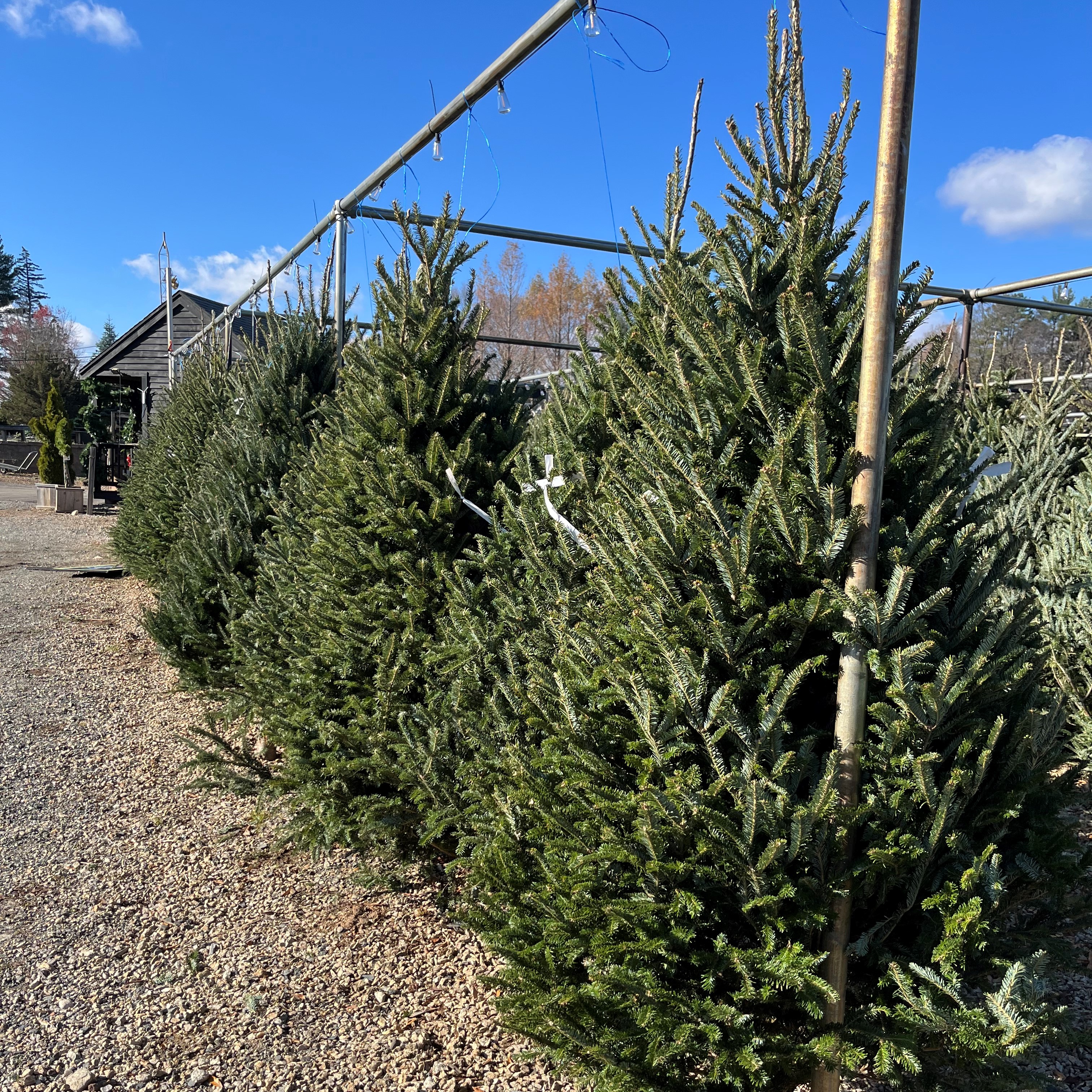 Christmas on sale tree nursery