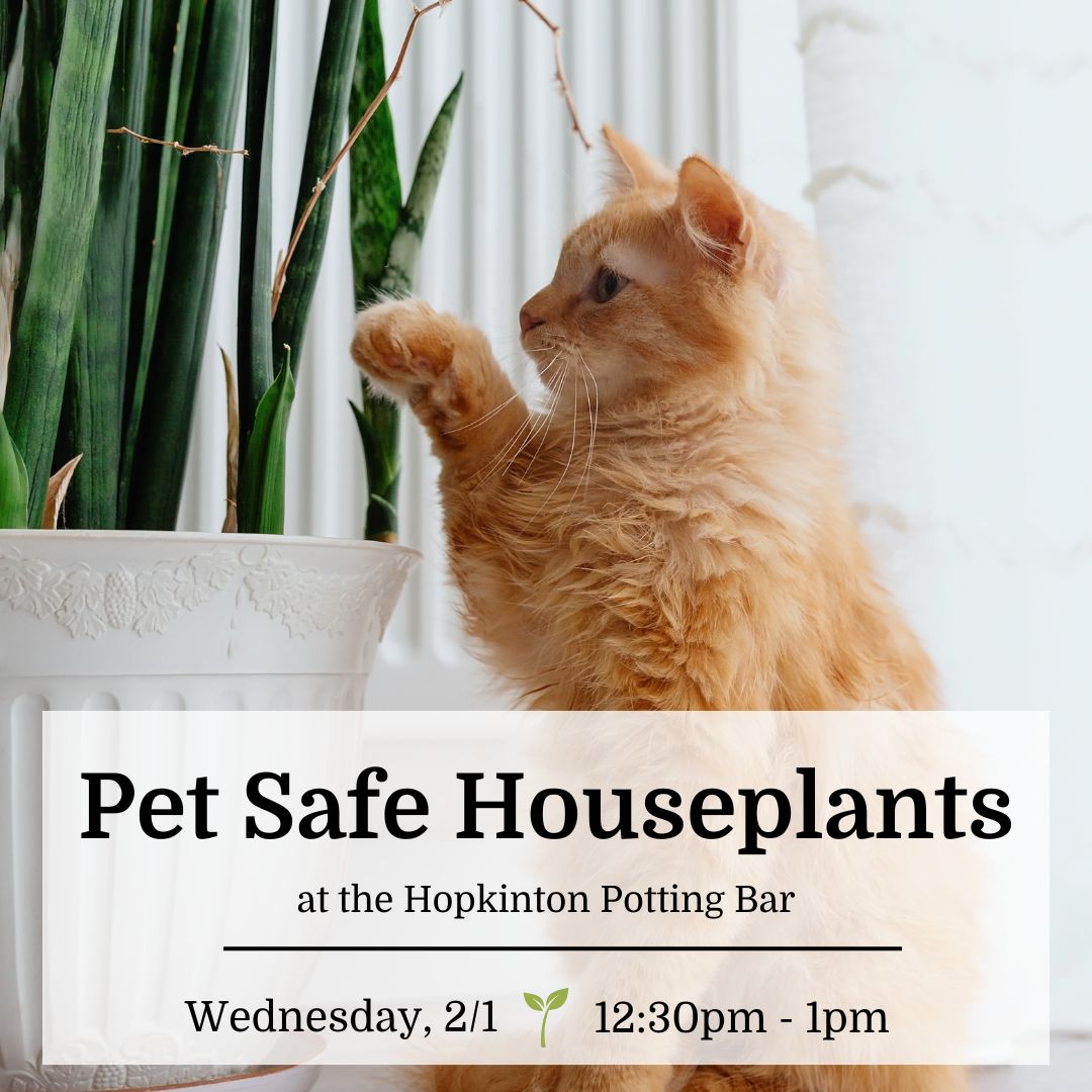 Pet Safe Houseplants Seminar