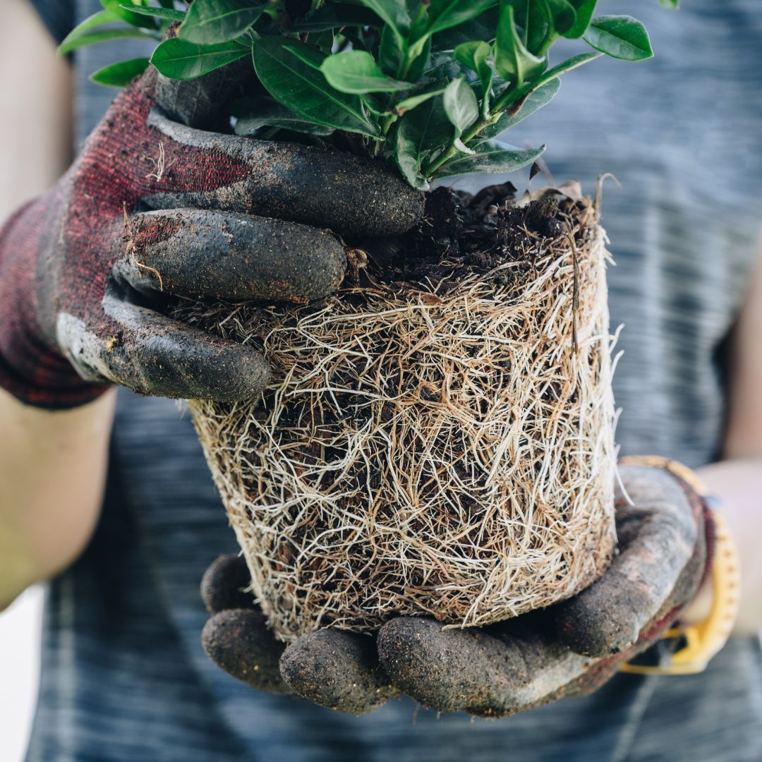 Houseplant Repotting