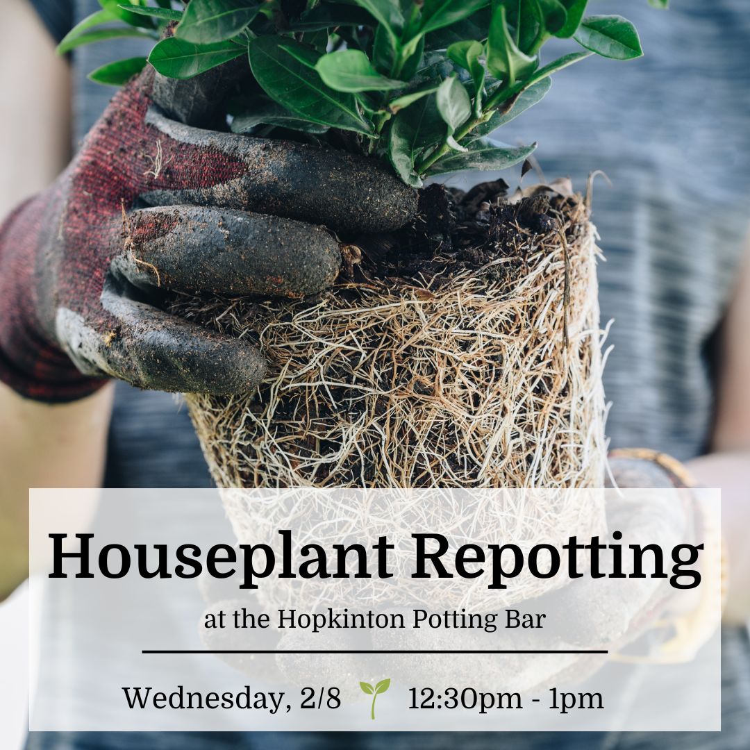 Houseplant Repotting