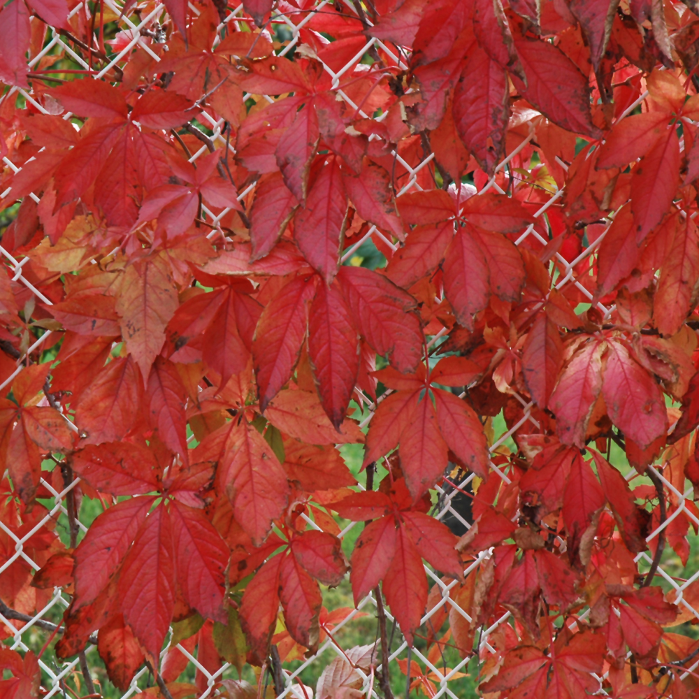 Virginia Creeper