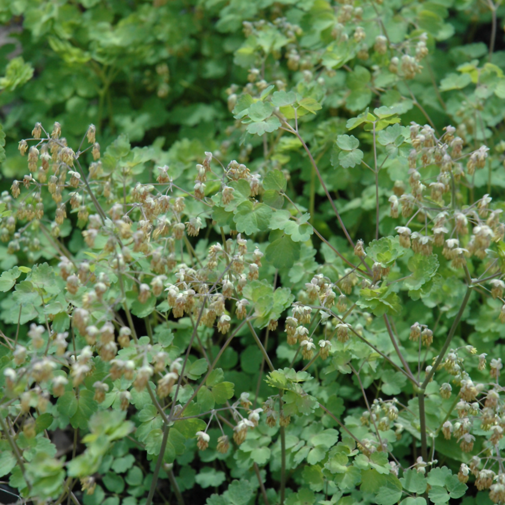 Meadow Rue