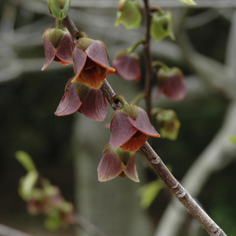 Common Paw Paw