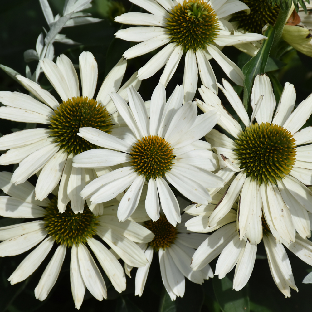 Color Coded® The Price Is White Coneflower