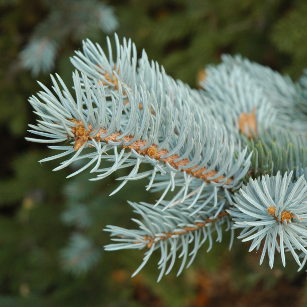 Blue Colorado Spruce